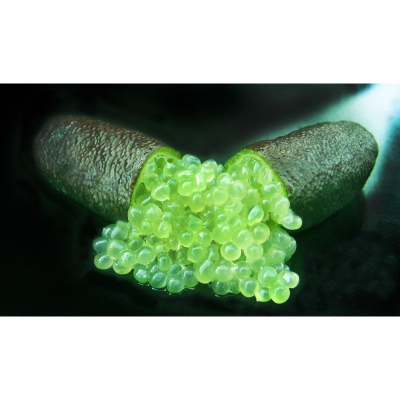 Microcitrus australasica - Citron caviar - Pépinières Constantin